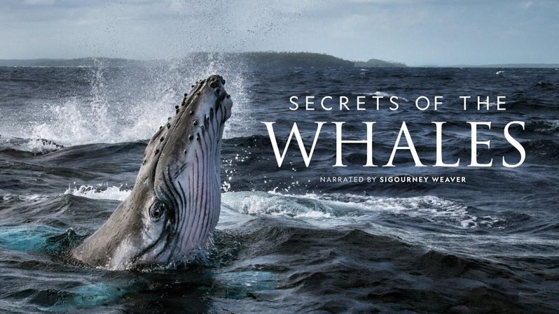 《鲸鱼的秘密第一季》Secrets of the Whales 迅雷下载 纪录片 第1张