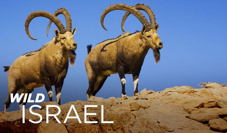 《野性以色列第一季》Wild Israel 迅雷下载