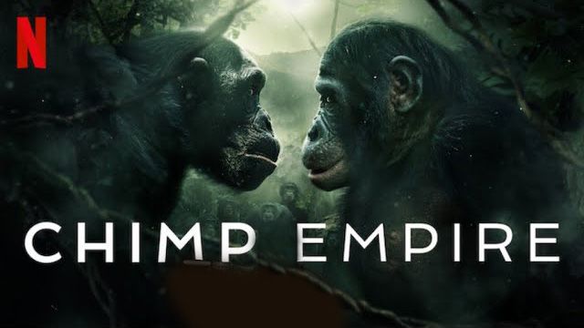 《黑猩猩帝国第一季》Chimp Empire 迅雷下载 2023新剧 第1张