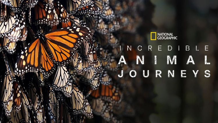 《不可思议的动物之旅第一季》Incredible Animal Journeys 迅雷下载 2023新剧 第1张