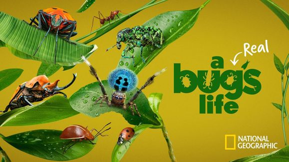 《虫虫历险记第一季》A Real Bug's Life 迅雷下载 2024新剧 第1张