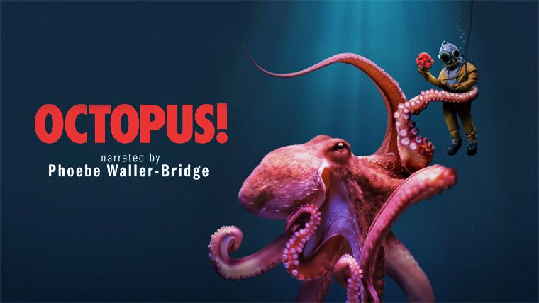 《章鱼！第一季》Octopus! 迅雷下载